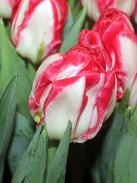 Tulipa Dubbel Laat Pink Delight